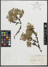 Foto von Salix myrsinites L.